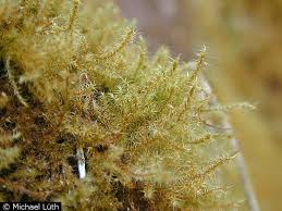 Attēlu rezultāti vaicājumam “Campylium stellatum”