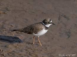 Attēlu rezultāti vaicājumam “Charadrius dubius”