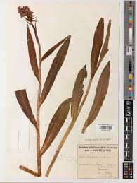 Attēlu rezultāti vaicājumam “Dactylorhiza majalis subsp. baltica bud”