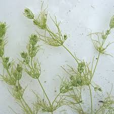 Attēlu rezultāti vaicājumam “Chara rudis”