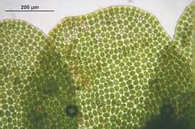 Attēlu rezultāti vaicājumam “Odontoschisma denudatum”