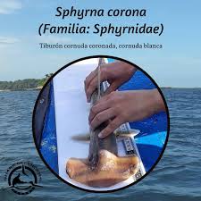 Image result for Sphyrna corona
