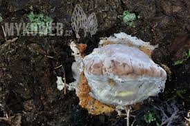 Attēlu rezultāti vaicājumam “Postia guttulata”