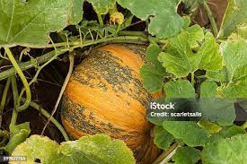 Attēlu rezultāti vaicājumam “Cucurbita pepo fruit”