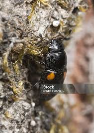 Attēlu rezultāti vaicājumam “Glischrochilus hortensis”