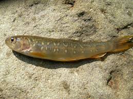 Image result for Salvelinus faroensis