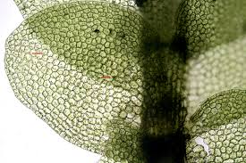 Attēlu rezultāti vaicājumam “Calypogeia neesiana”