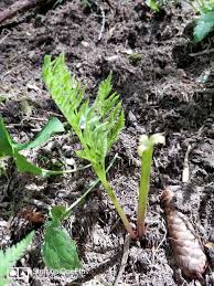 Attēlu rezultāti vaicājumam “Botrychium virginianum”