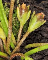 Attēlu rezultāti vaicājumam “Limosella aquatica leaf”