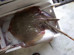 Image result for Raja brachyura