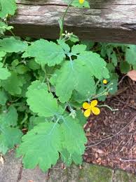 Attēlu rezultāti vaicājumam “Chelidonium majus”