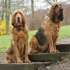 Image result for Carlisle BloodHounds