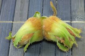 Attēlu rezultāti vaicājumam “Corylus avellana bud”