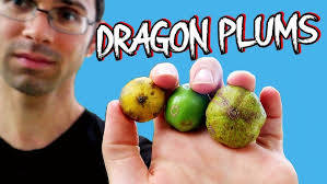 Attēlu rezultāti vaicājumam “Dracocephalum ruyschiana fruit”