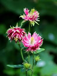Image result for Aquilegia vulgaris `Nora Barlow`