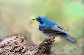 Image result for Luscinia cyane