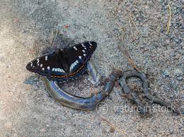 Attēlu rezultāti vaicājumam “Limenitis populi upperside”