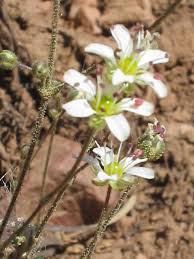 Attēlu rezultāti vaicājumam “Arenaria procera bud”