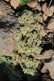 Attēlu rezultāti vaicājumam “Scleranthus perennis”