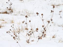 Attēlu rezultāti vaicājumam “Trifolium repens fruit”