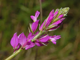 Attēlu rezultāti vaicājumam “Polygalaceae”