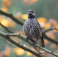 Attēlu rezultāti vaicājumam “Nucifraga caryocatactes adult”