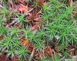 Attēlu rezultāti vaicājumam “Polytrichum juniperinum”