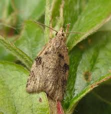 Attēlu rezultāti vaicājumam “Capua vulgana”