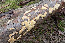 Attēlu rezultāti vaicājumam “Diplomitoporus flavescens”