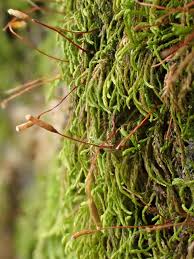 Attēlu rezultāti vaicājumam “Leskea polycarpa macro”