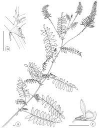 Attēlu rezultāti vaicājumam “Galega orientalis bud”