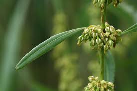 Attēlu rezultāti vaicājumam “Rumex hydrolapathum”