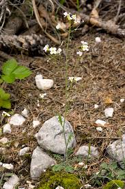 Attēlu rezultāti vaicājumam “Cardaminopsis arenosa flower”