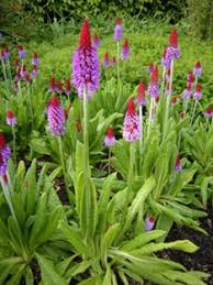 Attēlu rezultāti vaicājumam “Primulaceae”