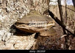 Attēlu rezultāti vaicājumam “Phellinus nigricans”