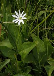 Attēlu rezultāti vaicājumam “Stellaria palustris”