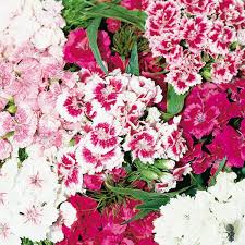 Image result for Dianthus barbatus