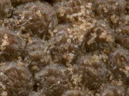 Attēlu rezultāti vaicājumam “Diachea dictyospora (syn. Craterium dictyosporum) young”