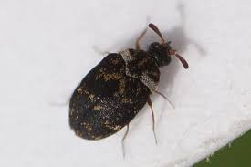 Attēlu rezultāti vaicājumam “Dienerella elongata”