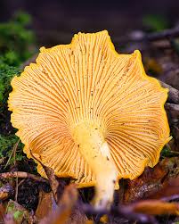 Attēlu rezultāti vaicājumam “Cantharellus cibarius”