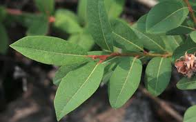 Attēlu rezultāti vaicājumam “Salix myrtilloides”