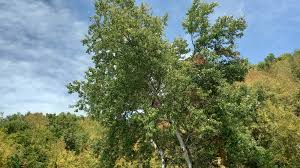 Attēlu rezultāti vaicājumam “Populus alba Nivea”