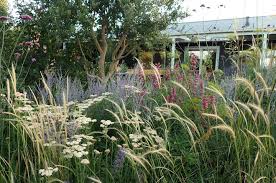 Attēlu rezultāti vaicājumam “Dichelia histrionana”