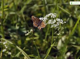 Attēlu rezultāti vaicājumam “Euphydryas maturna upperside”