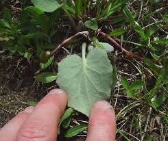 Attēlu rezultāti vaicājumam “Tussilago farfara fruit”