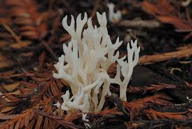 Attēlu rezultāti vaicājumam “Ramariopsis kunzei”