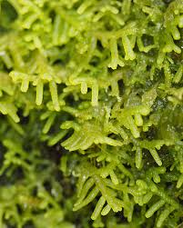 Attēlu rezultāti vaicājumam “Bazzania trilobata”