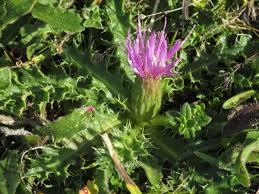 Attēlu rezultāti vaicājumam “Cirsium acaule flower”