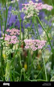 Attēlu rezultāti vaicājumam “Pimpinella major flower”