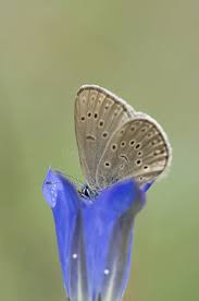 Attēlu rezultāti vaicājumam “Maculinea alcon upperside”